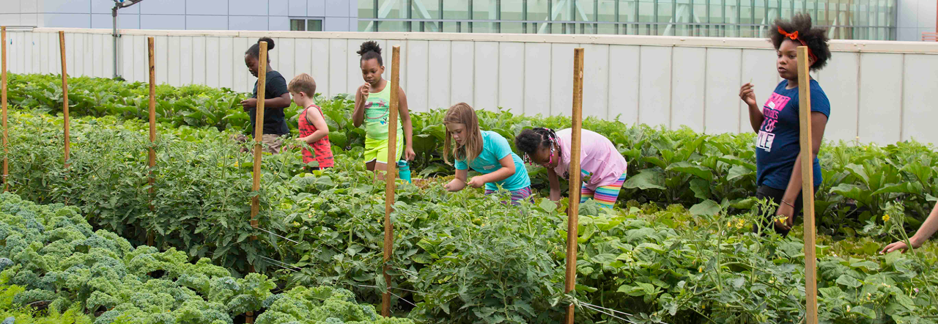 Children pick vegetables on Boston Children's rooftop garden