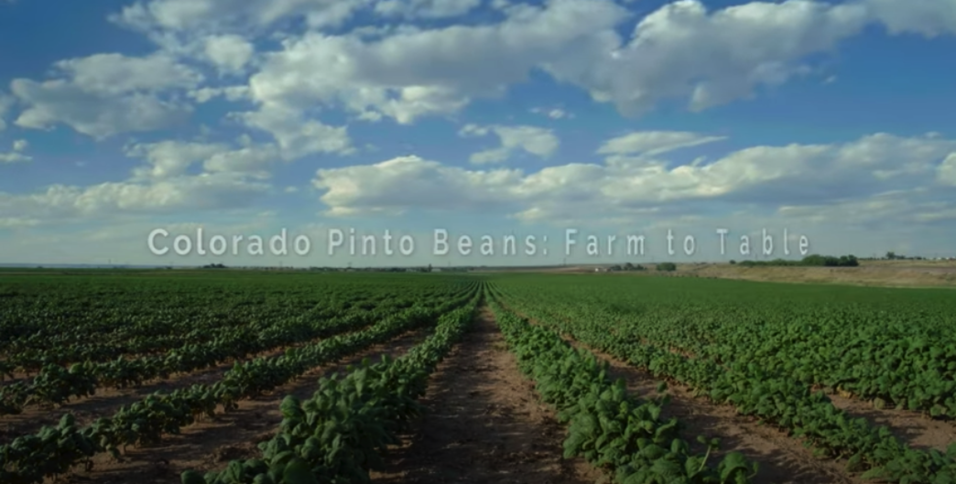 Colorado pinto beans video screenshot, image of field of beans under blue sky