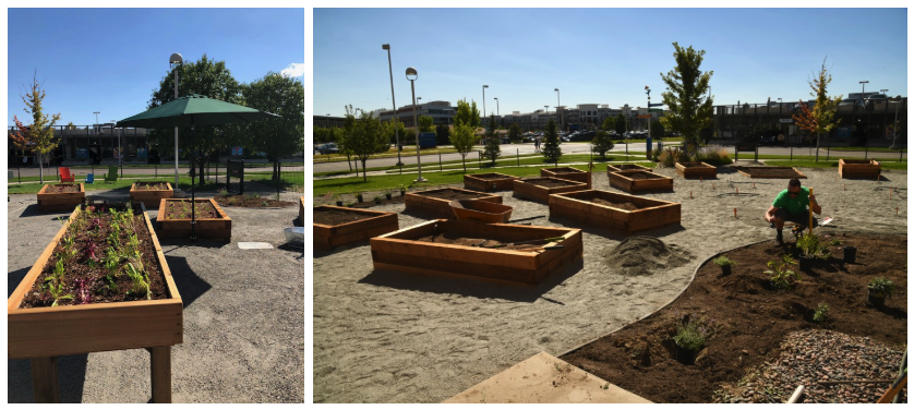 Childrens Hospital CO_garden_raised beds