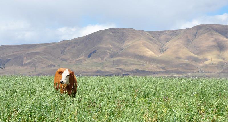 Cover crops in Oregon_NRCS