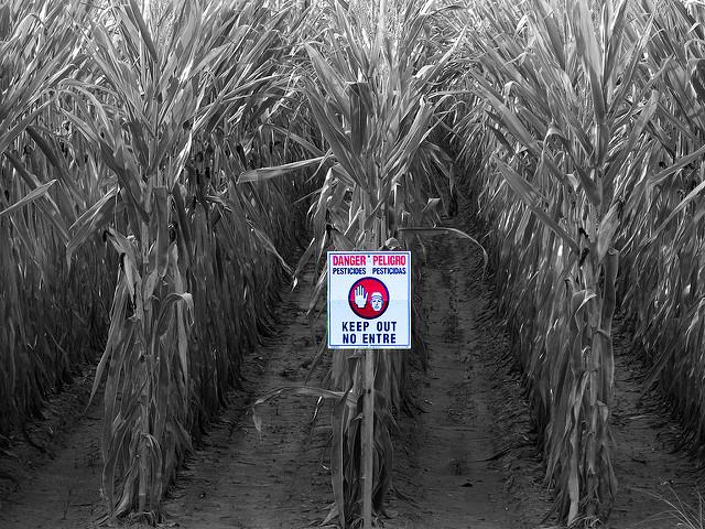 Danger in the corn_Roger Smith