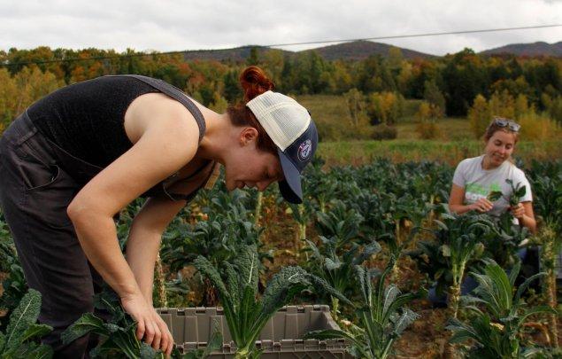 Gleaning 2016_cropped