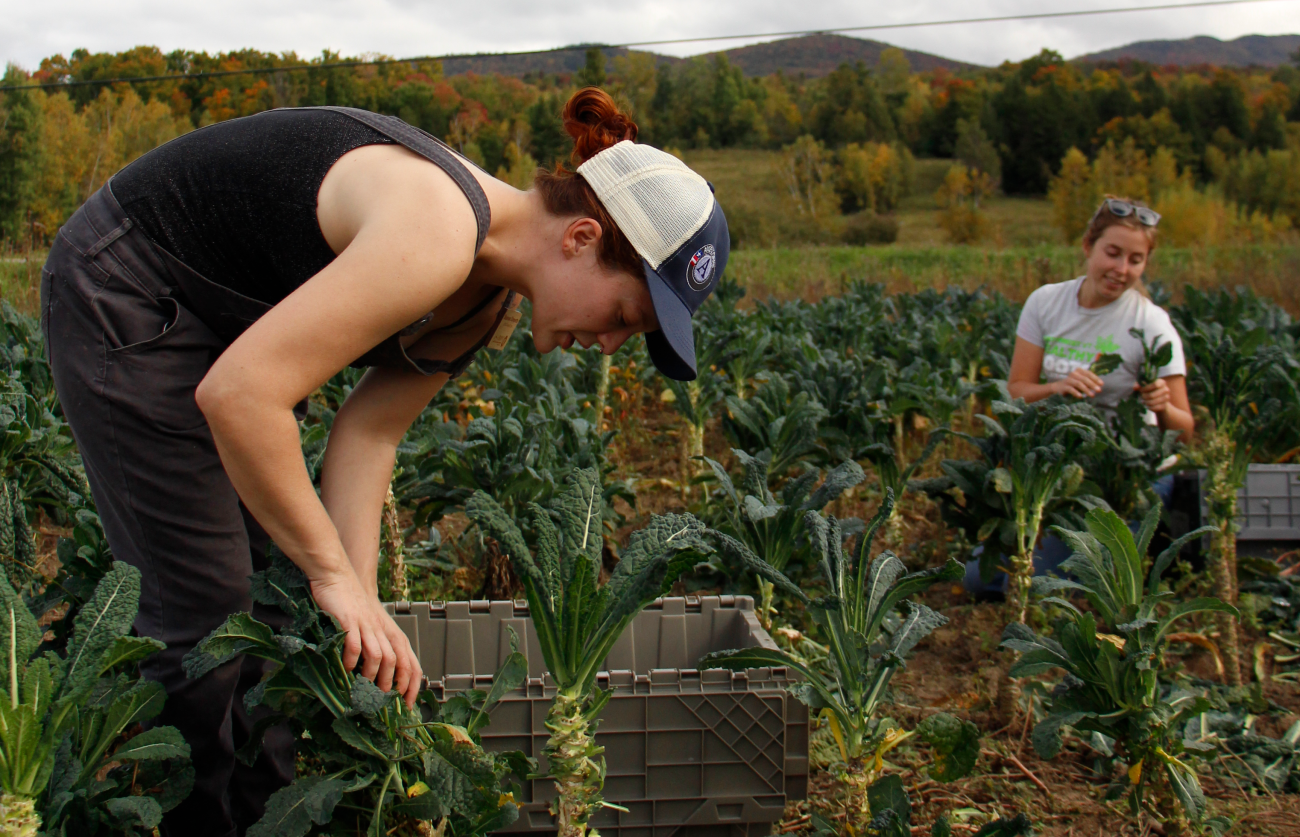 Gleaning 2016_cropped