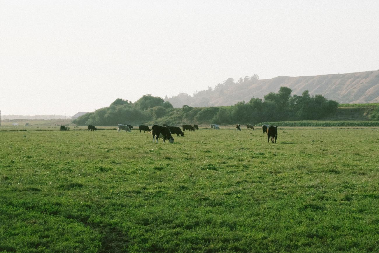 local, grass-fed beef