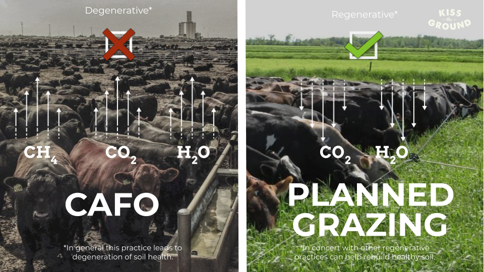 CAFO vs planned grazing image from Kiss the ground