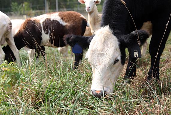 cow_grazing_over_jordan_farm_WEB