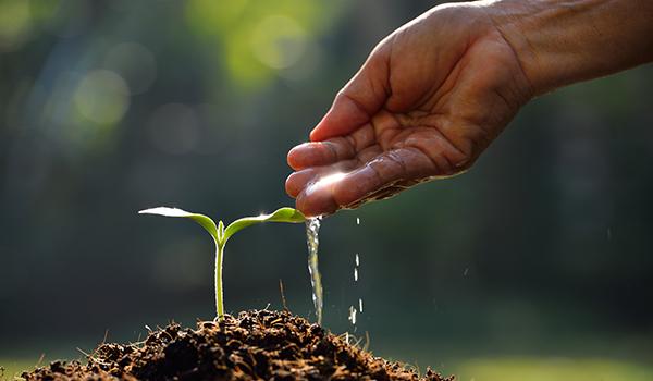 farmer waters plant by hand